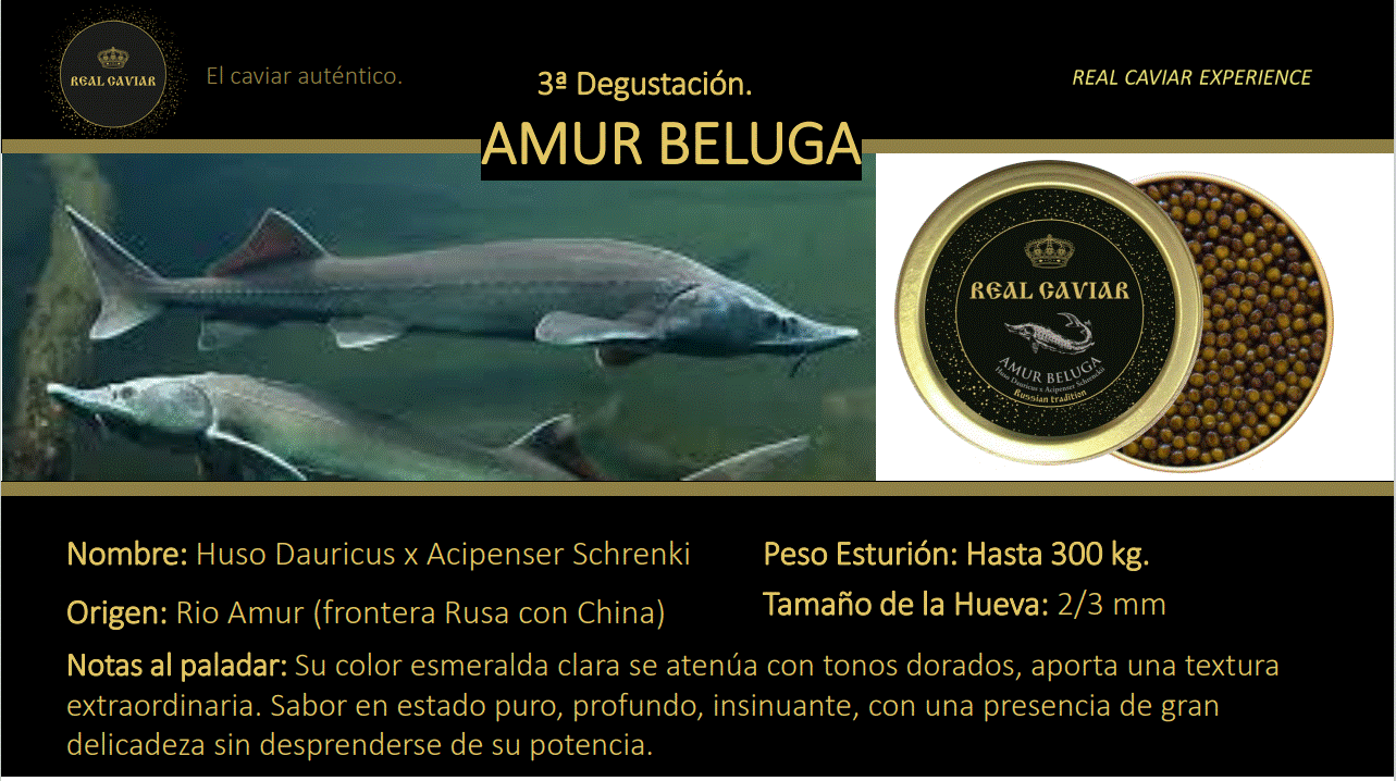 Caviar Amur Beluga Lata 30 grs