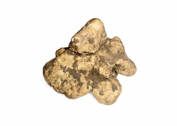 Trufa : Tuber Magnatum Pico Fresca ( 100 grs)