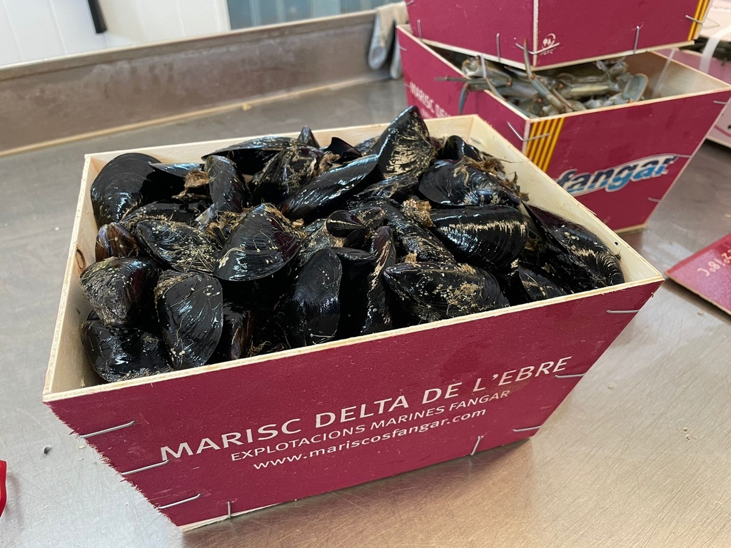 Mejillón del Delta del Ebro Fangar Explot. Marinas Kg