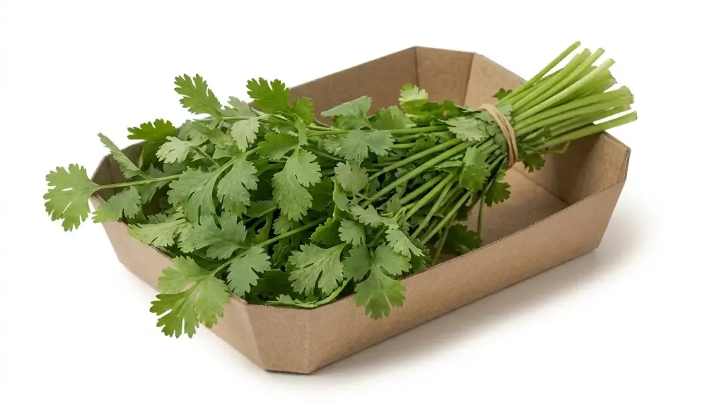 CILANTRO