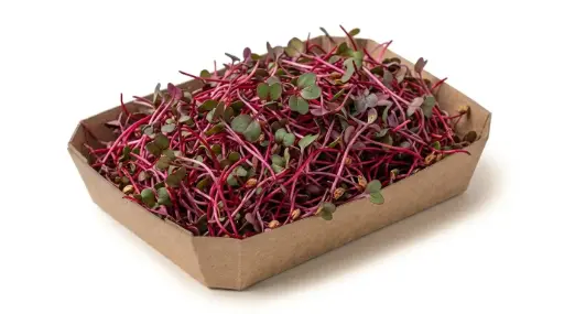 GERMINADOS DE REMOLACHA