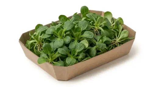 CANONIGO (100 GR)